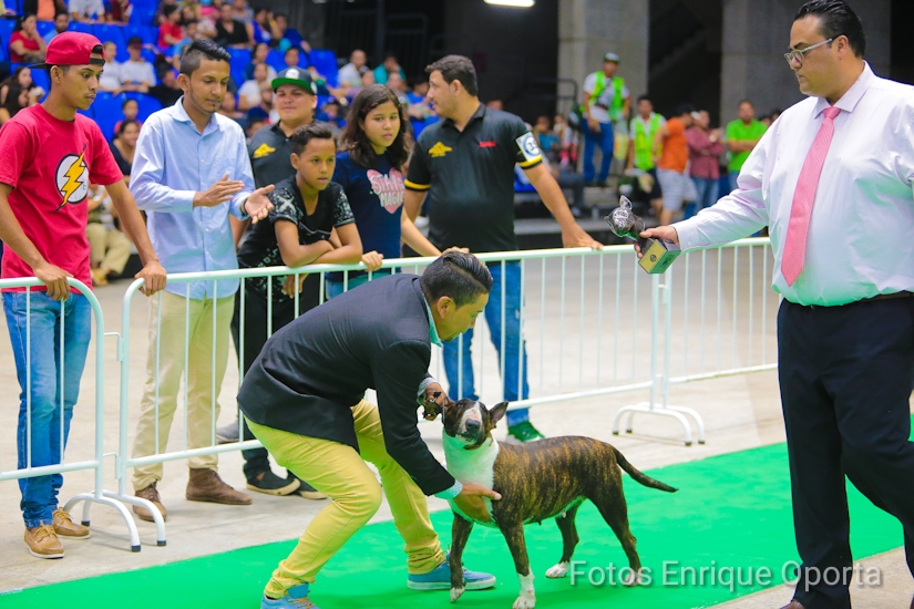PERROS1